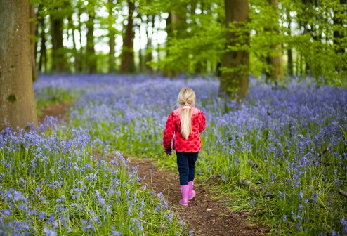 Photographing the Bluebells