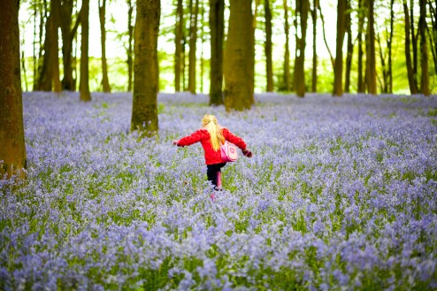 Carefully walking in the bluebells