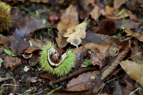 Chestnuts!