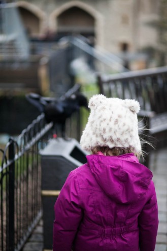 photographing the raven
