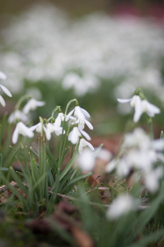 Spring is coming - St Nicholas in the Candovers